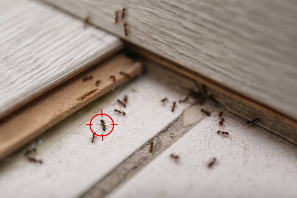 Best Commercial Pest Control Services  in Lathrop, MO