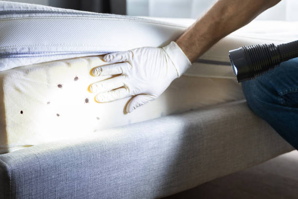 Reliable Lathrop, MO Pest Control Solutions