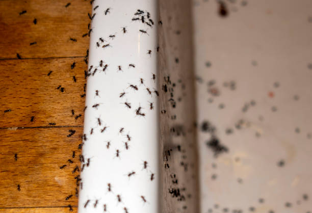 Best Insect Control  in Lathrop, MO